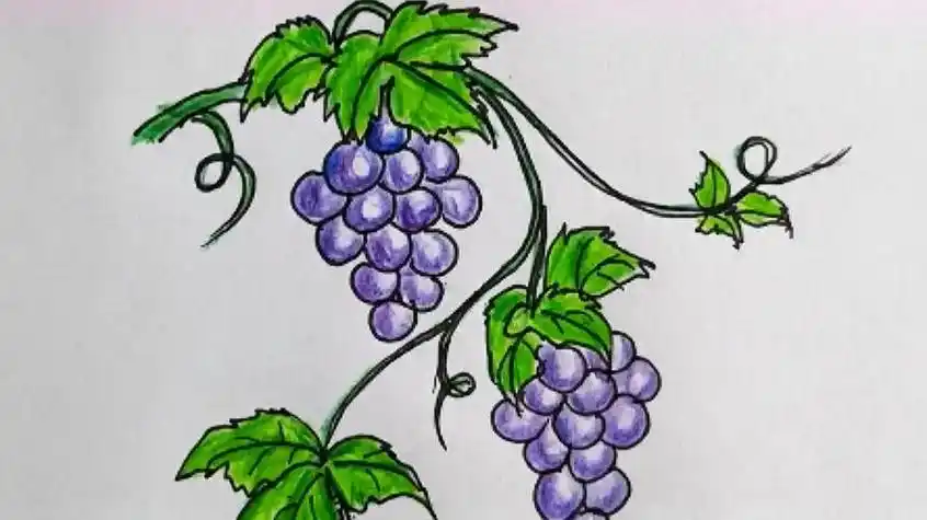 儿童线条画《葡萄》_儿童画_母婴_早教葡萄_绘画_手工制作_幼儿园