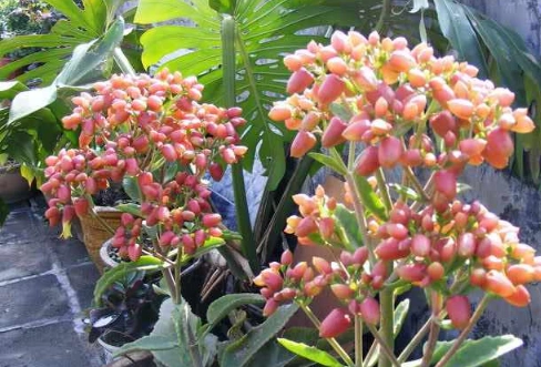 落地生根开花图片欣赏!落地生根的开花竟然这么美!