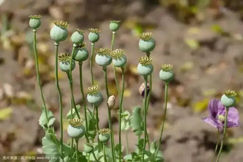 如何分辨罂粟大麻麻黄草这些毒品原植物