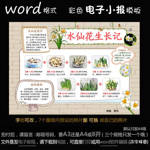 z118电子手抄抄报word模版植物萌发简报观察设计素材