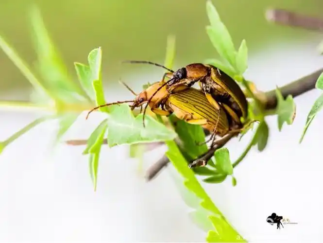 趣味虫虫(二):野性之道