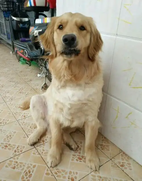 铲屎官为狗狗剪毛,结果金毛成了这个鬼样子,主人表示后悔了