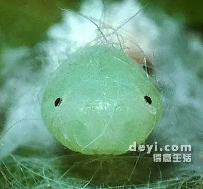 【重口味】蝴蝶小时候,如此色彩斑斓