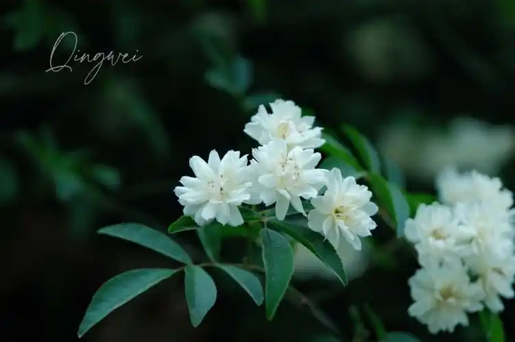 富士直出白木香