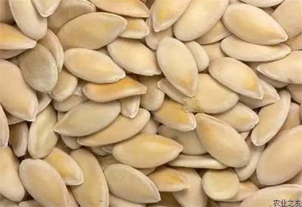 如何对黄瓜种子进行消毒