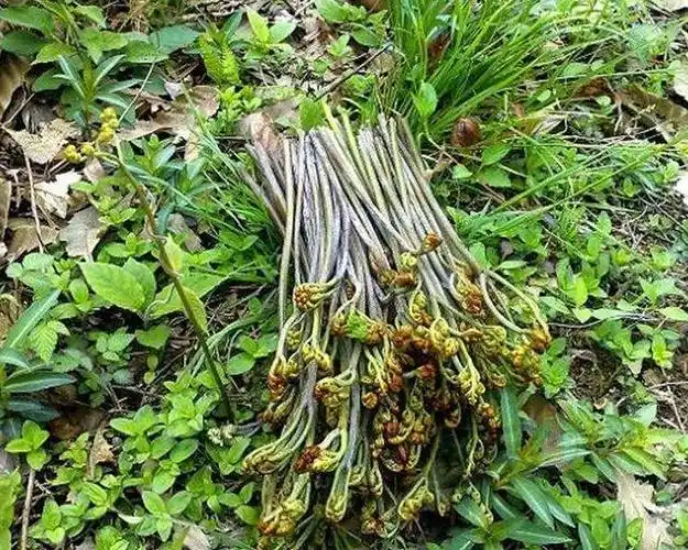 农村能吃的野菜有哪些(这些野菜农村随处见)(5)