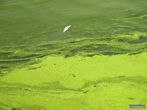 青苔的危害和发生原因防治方法
