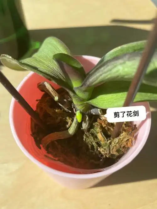 第一次蝴蝶兰换盆增加5月后续