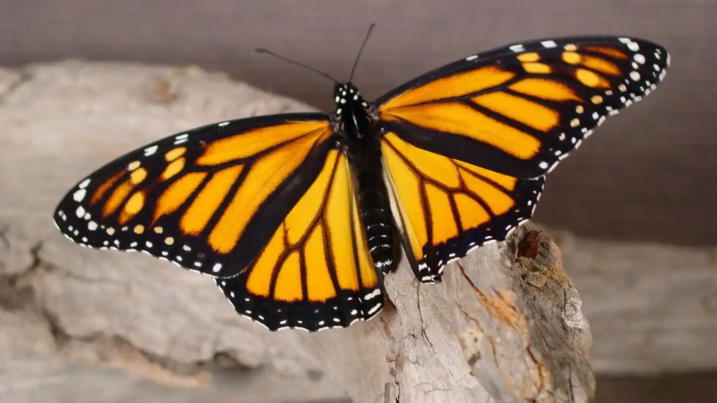 蝴蝶高清摄影图片电脑壁纸下载