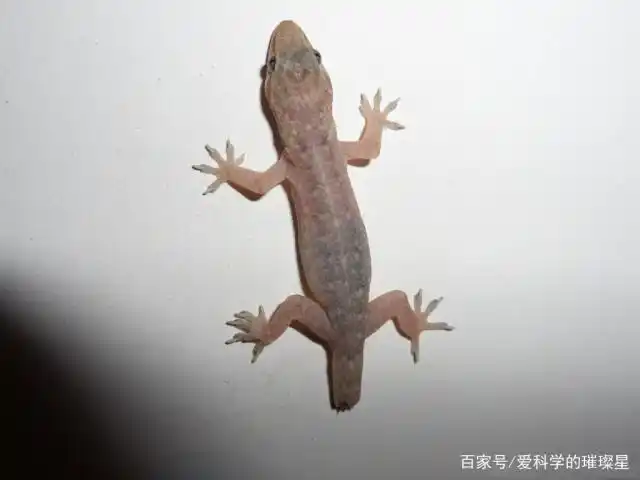 都喜欢抓各种小动物,如小青蛙,小鱼等,当然,也可能抓过小壁虎