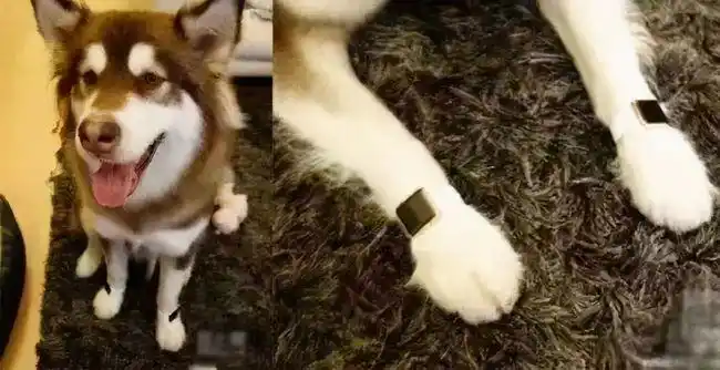 别人是戴一个普通手表,而王可可四条腿各戴一只最贵版的apple watch.