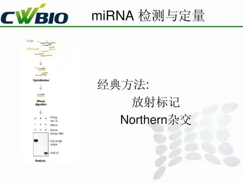 pcr mirna 检测与定量 经典方法: 放射标记 northern杂交