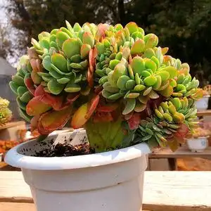 昆明萌多肉 金凤凰缀化 室内防辐射盆栽肉肉植物云南大棚一物一拍