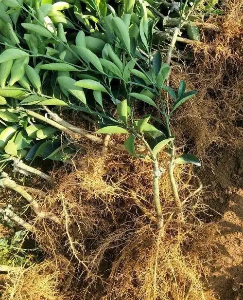 红肉脐橙苗木产量平远