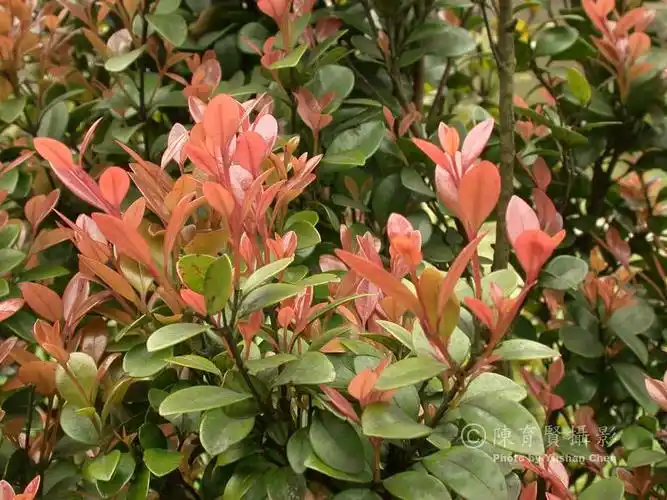 请问这是什么树?