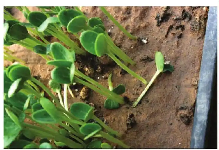 生出黄色至黄褐色水浸状缢缩病斑,致幼苗猝倒,一拔即断