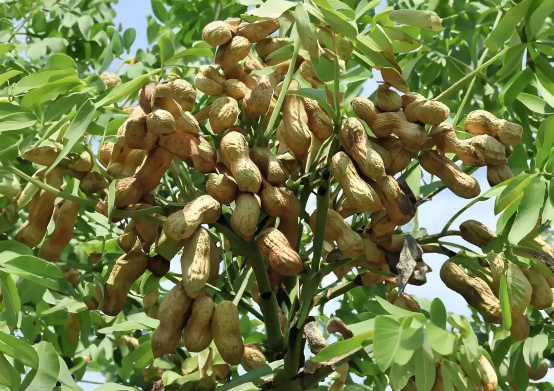 ai绘画:野生"花生树"!一棵又一棵,长满了花生,要不要摘几串尝尝,管够!