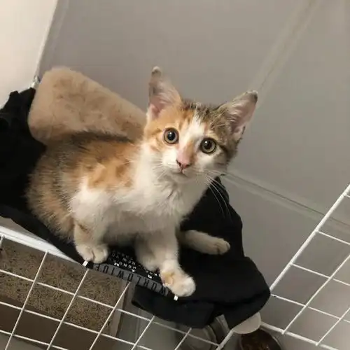 两个礼拜前捡了一只三花猫,第一次养猫,很好奇不