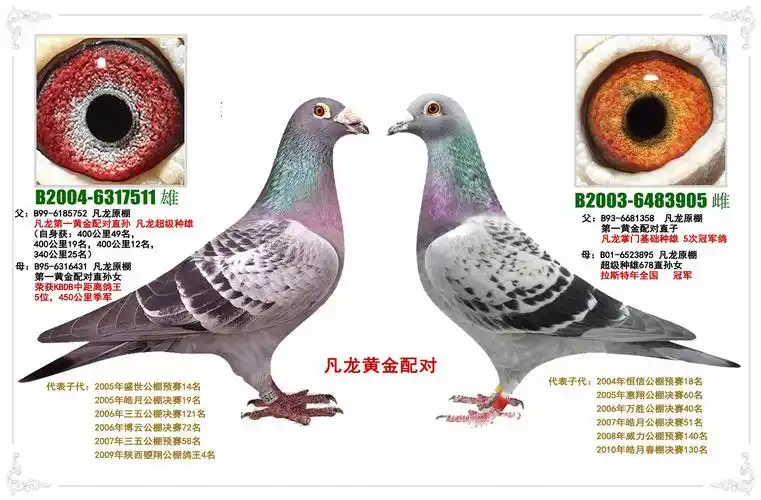 凡龙配对(纯欣赏)