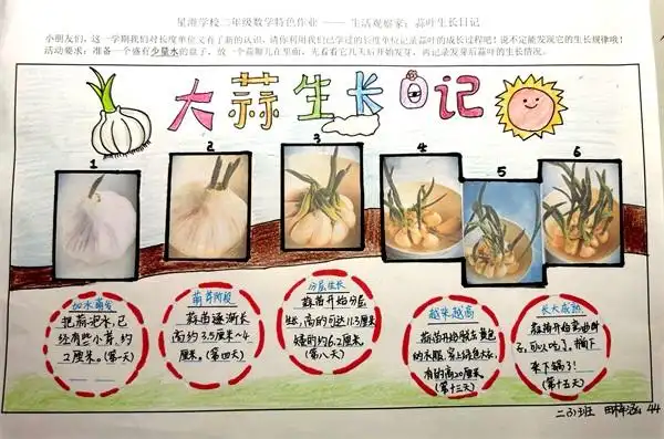 们自己动手种大蒜,观察发芽情况,再测量并记录发芽后蒜叶的生长情况