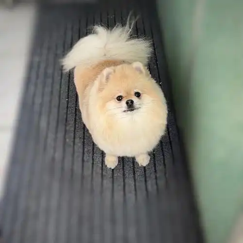 我的萌宠  #博美  #我家宠物好可爱  #奶油色博美