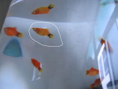 家里的热带鱼是否怀孕了?快到繁殖期了吗?