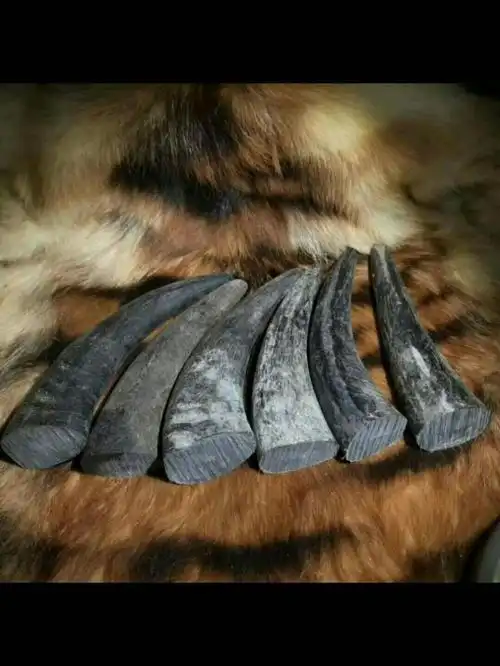 火爆9797非洲黑牛角  清热解毒   非洲黑牛角,老料[调皮][调皮]