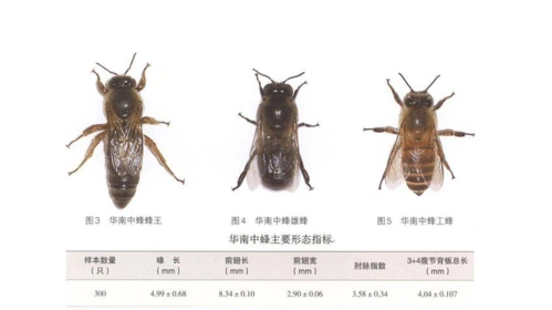 根据不同的工作将全部蜜蜂分为蜂王,雄蜂,工蜂三