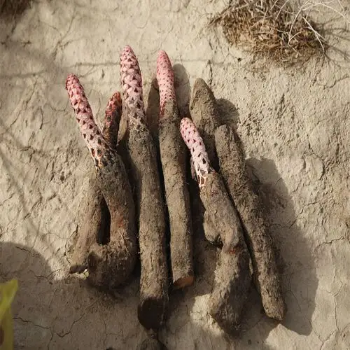 青海锁阳 正宗野生锁阳 沙漠人参 润肠 养生泡酒料500g包邮