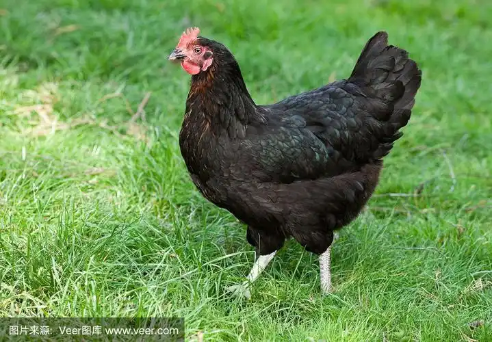 黑母鸡