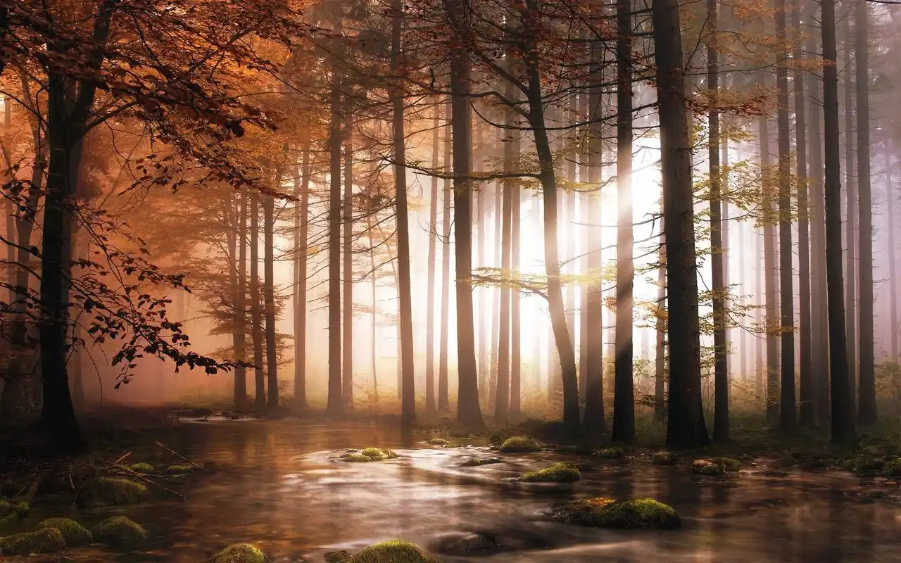 秋日森林风景壁纸_唯美秋日森林美景