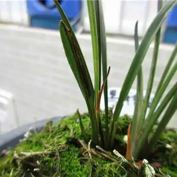 稀少品种—极为罕见的下山春兰黑线艺高级赌草 - 中国兰花交易网