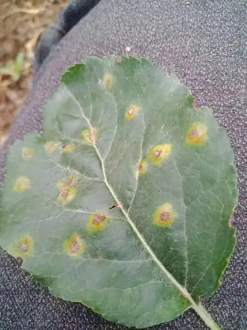 今年苹果上这两个病害为什么这么严重