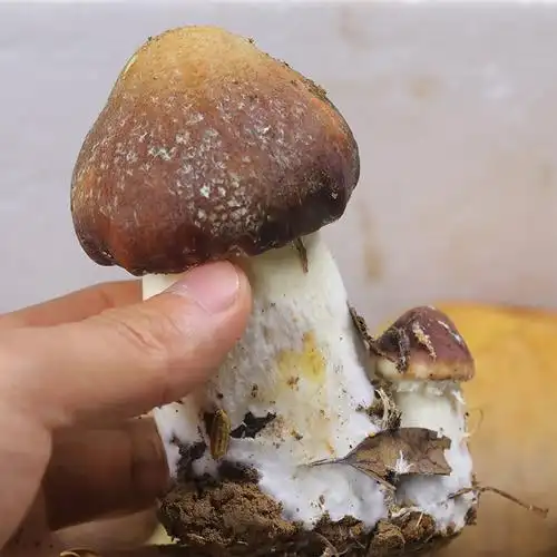 赤松新鲜姬松茸菌菇现摘现发大个精选滋补蔬菜新鲜松茸