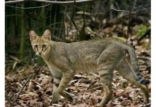 猫为什么主动让狸子吃狸子吃猫为什么猫不跑
