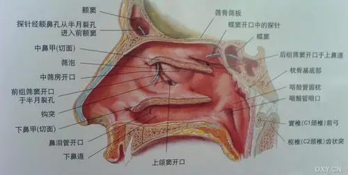 【共享】鼻解剖图