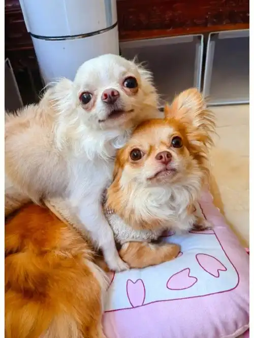 爱贴贴的两只小狗勾