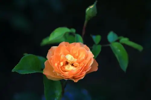 月季花的形态特征