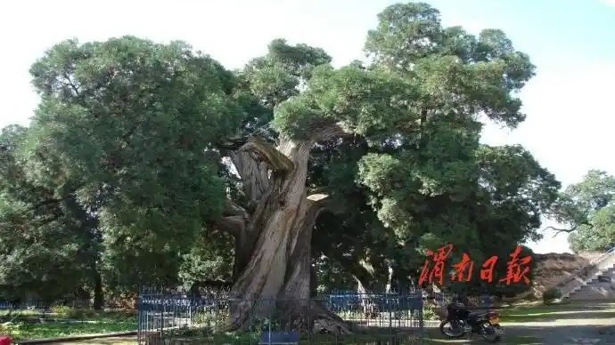 仓颉庙是海内外炎黄子孙颂扬祭拜文字圣人的场所,庙内48棵千年古柏被