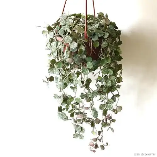 银斑球兰 章鱼 hoya curtisii