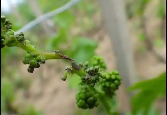 葡萄穗轴褐枯病如何防治