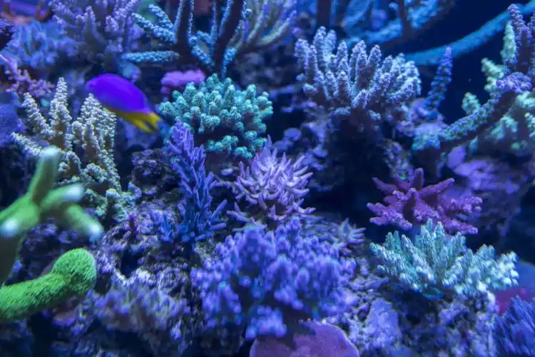 蓝色深海主题的海报素材来喽