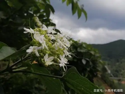 大青,喜欢隐居在森林里的中药