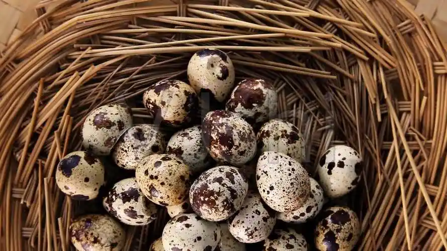 鹌鹑蛋拍摄原素材1