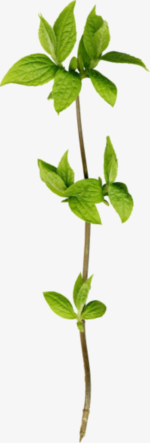 树枝树叶免抠png素材