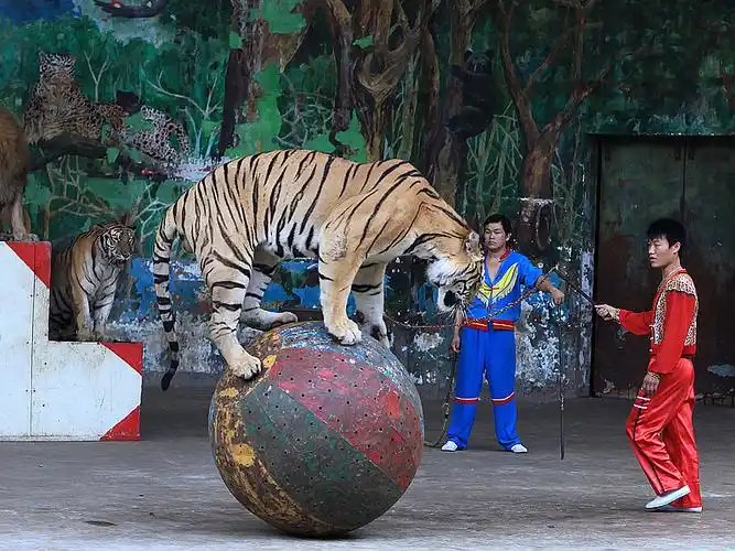 动物园扫描~狮虎表演( 18张 )