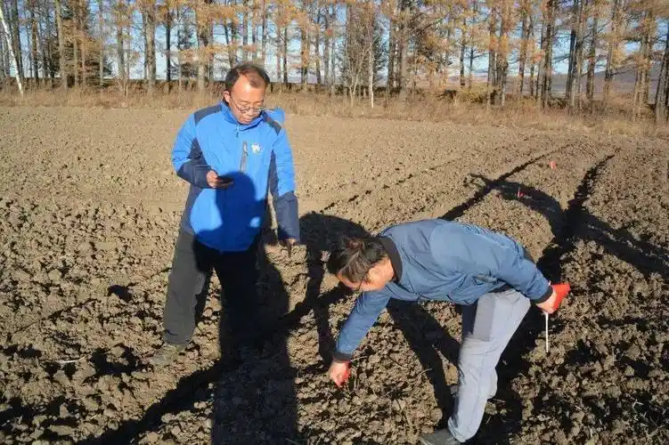 北兴农场有限公司等高线种植 黑土保护有了"新秘籍"