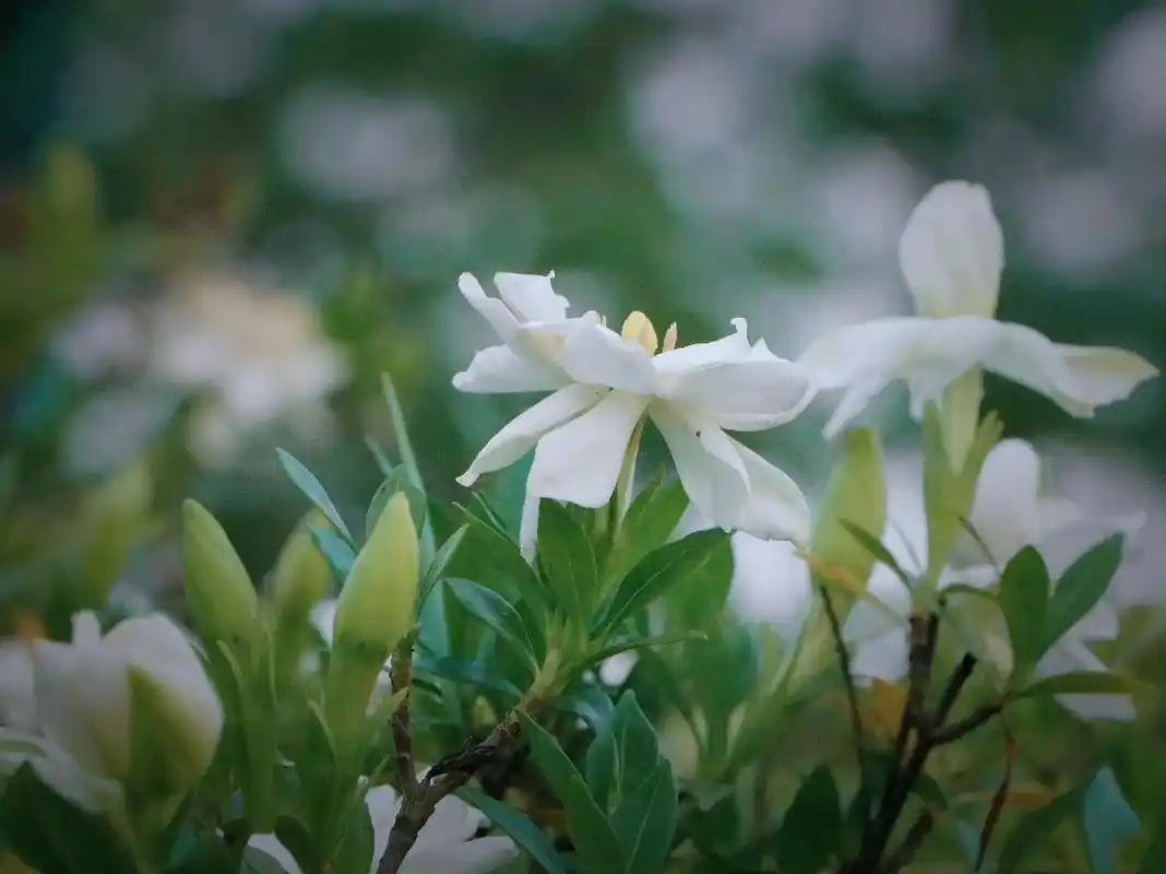 有栀子花才是夏天呀摄影