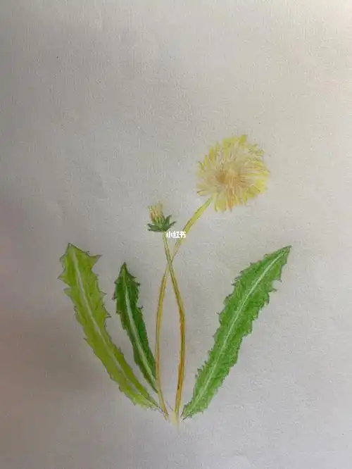 0基础彩铅在家闲出蒲公英了