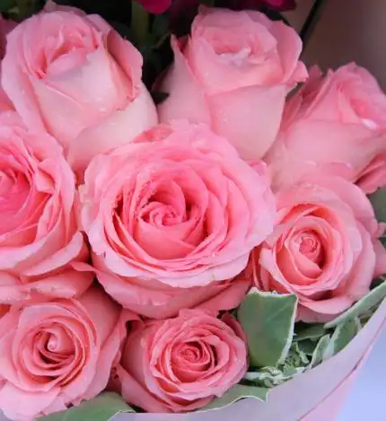 红颜醉:11枝戴安娜玫瑰,紫红色金鱼草9枝,绿色配叶适量.